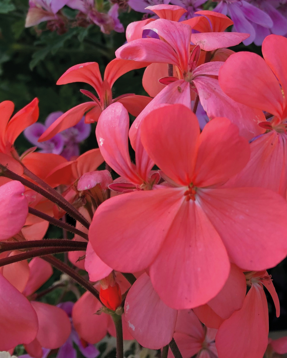 Fibrex Nurseries