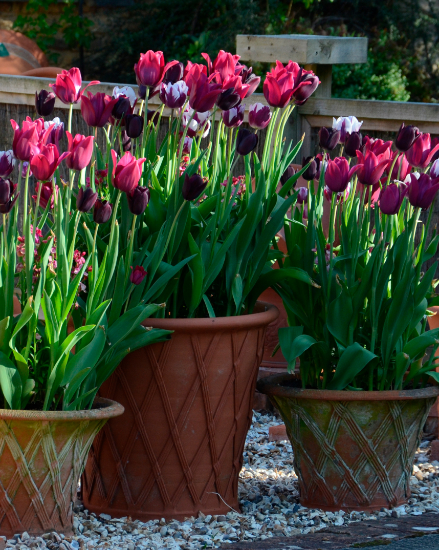 Basket Flowerpots