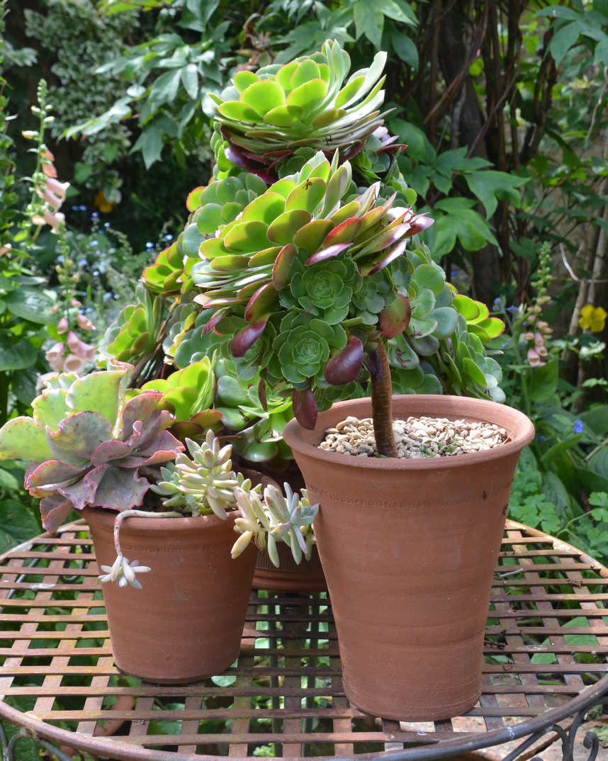 Gardens Essential Collection