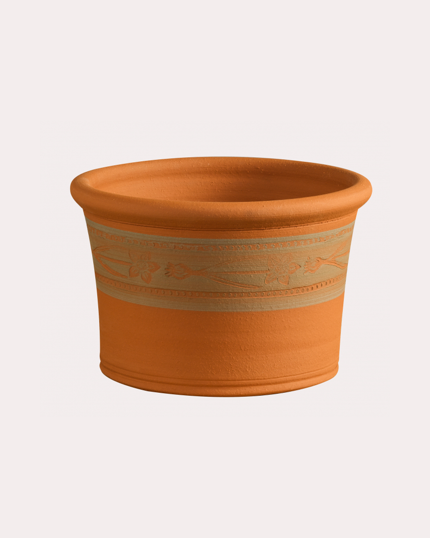 493 RHS Wils Daffodil Planter