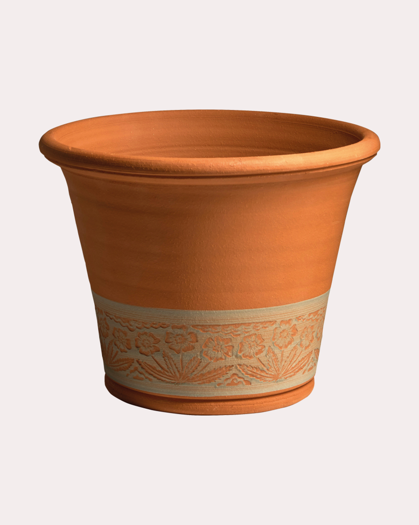 wild primula pot