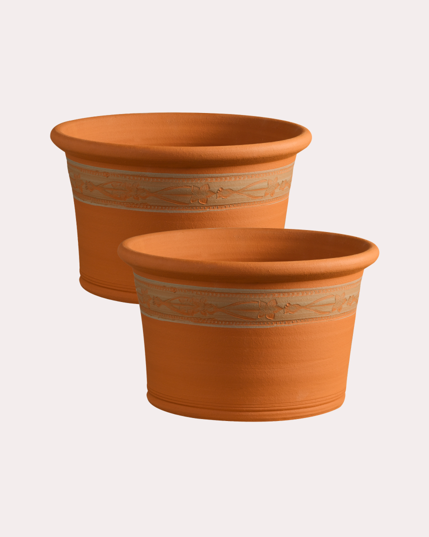 Set of Two RHS Wild Daffodil Planters