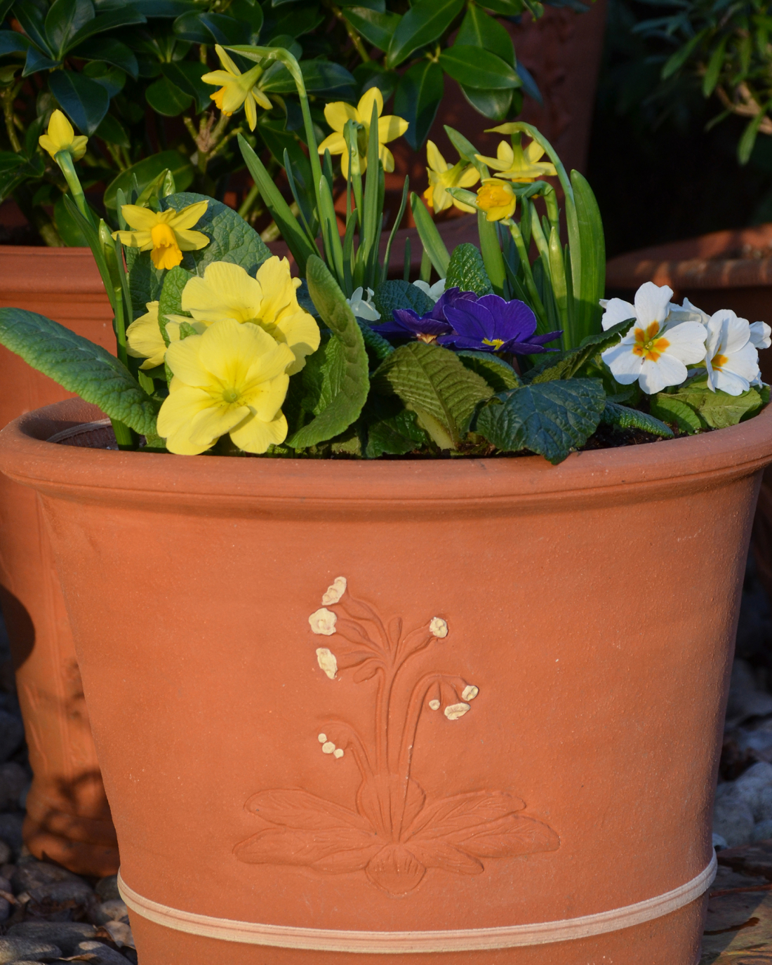 RHS Cowslip Flowerpot Terracotta