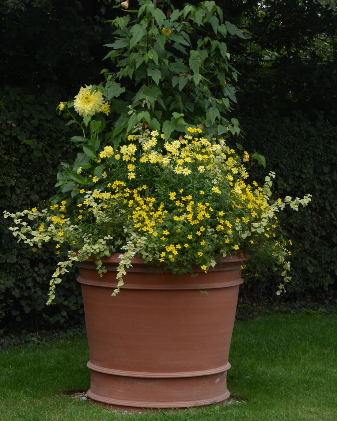 The Great Rollright Statement Planters Whichford Pottery