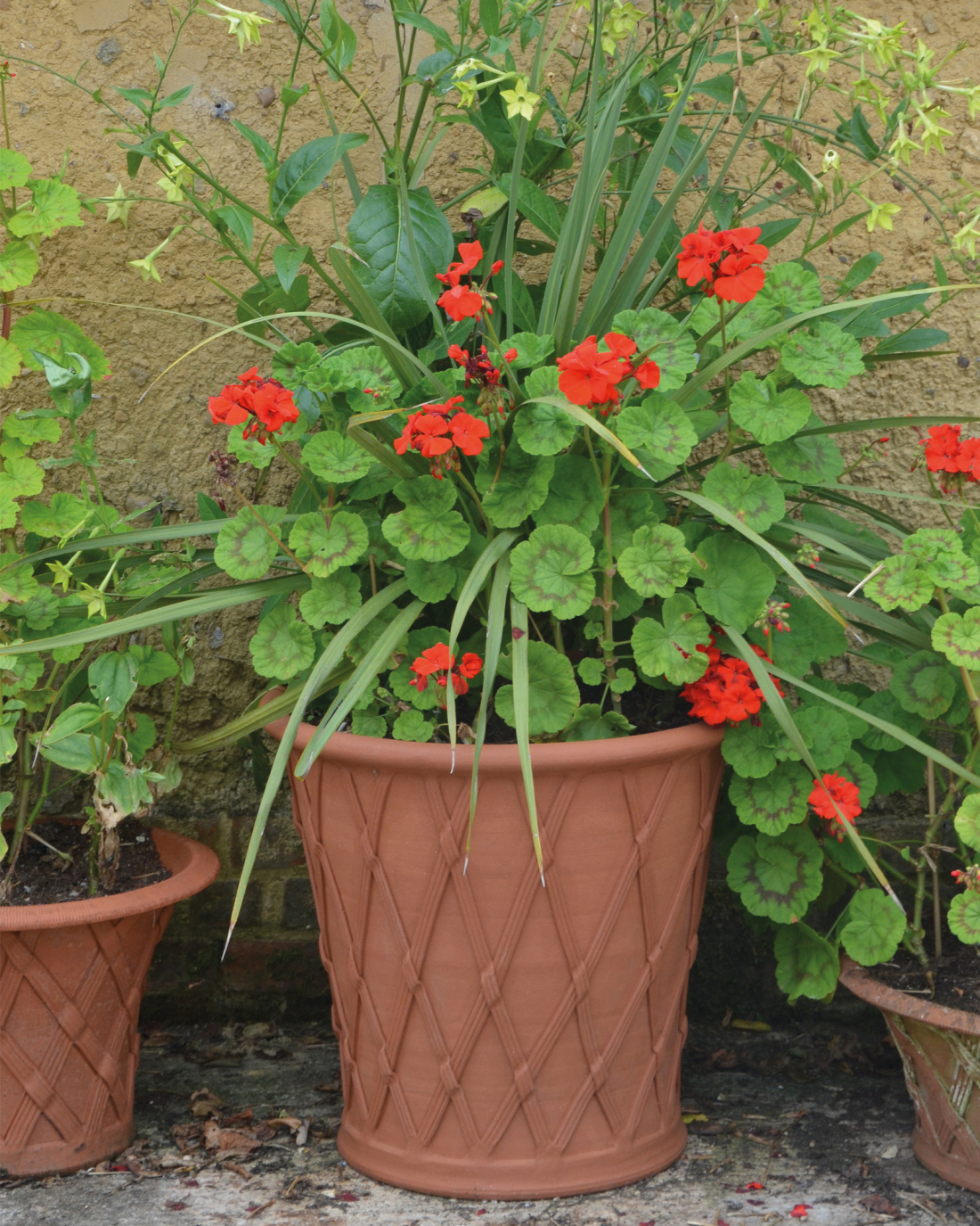 Straight Sided Basket Pot Planted Up Whichford Pottery