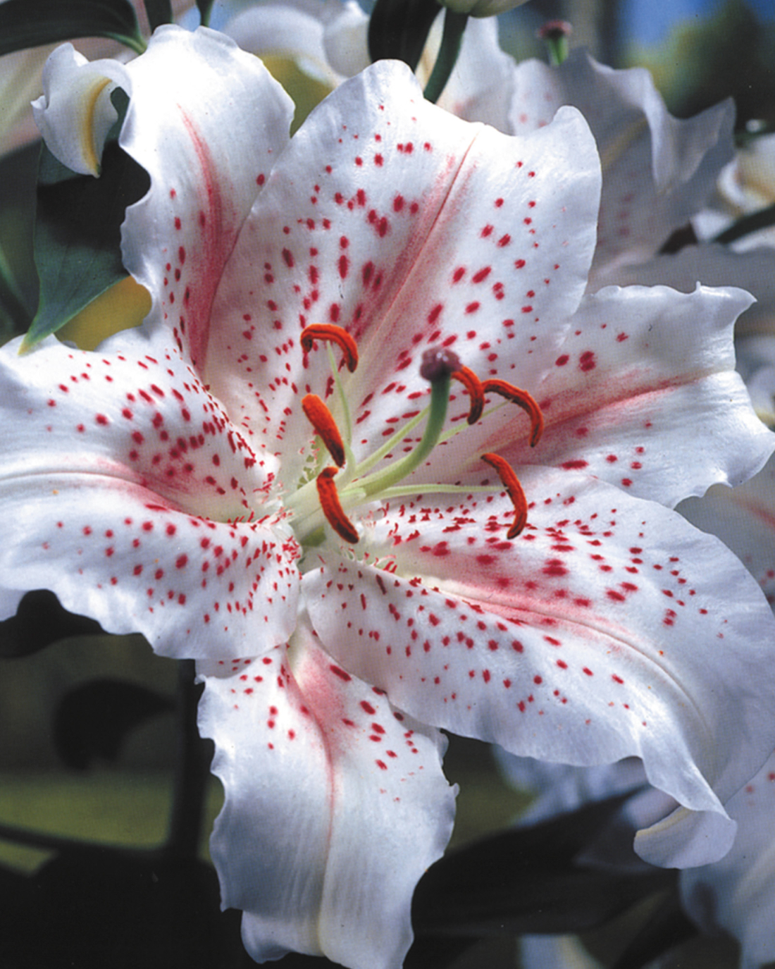 Lilium Muscadet