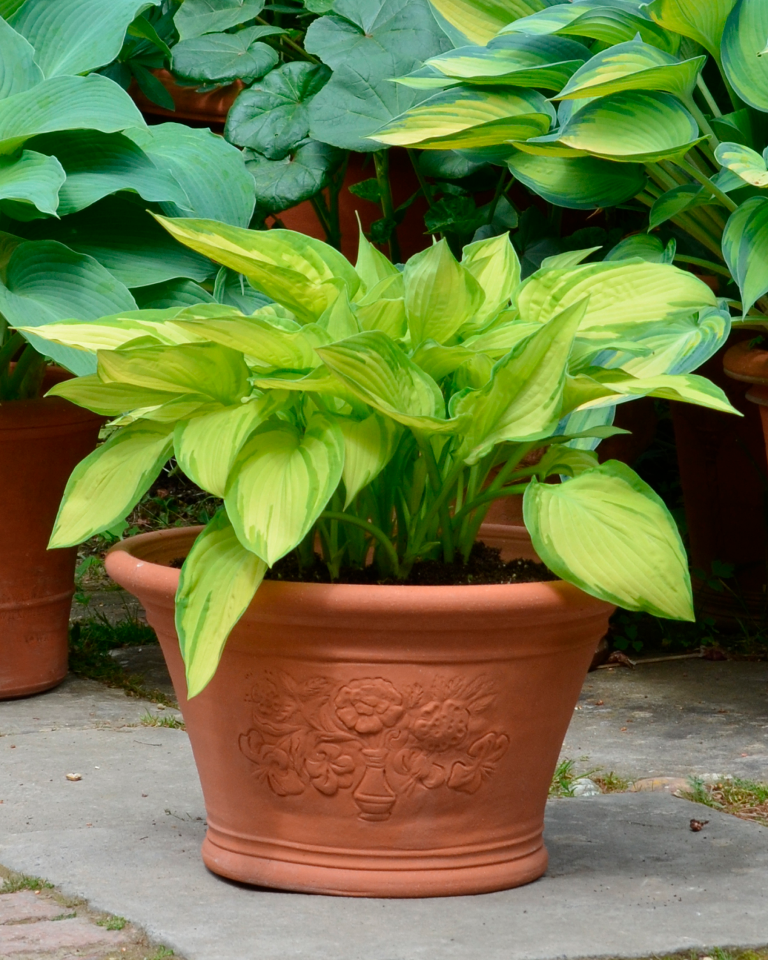 RHS Roses & Lilies Flowerpot