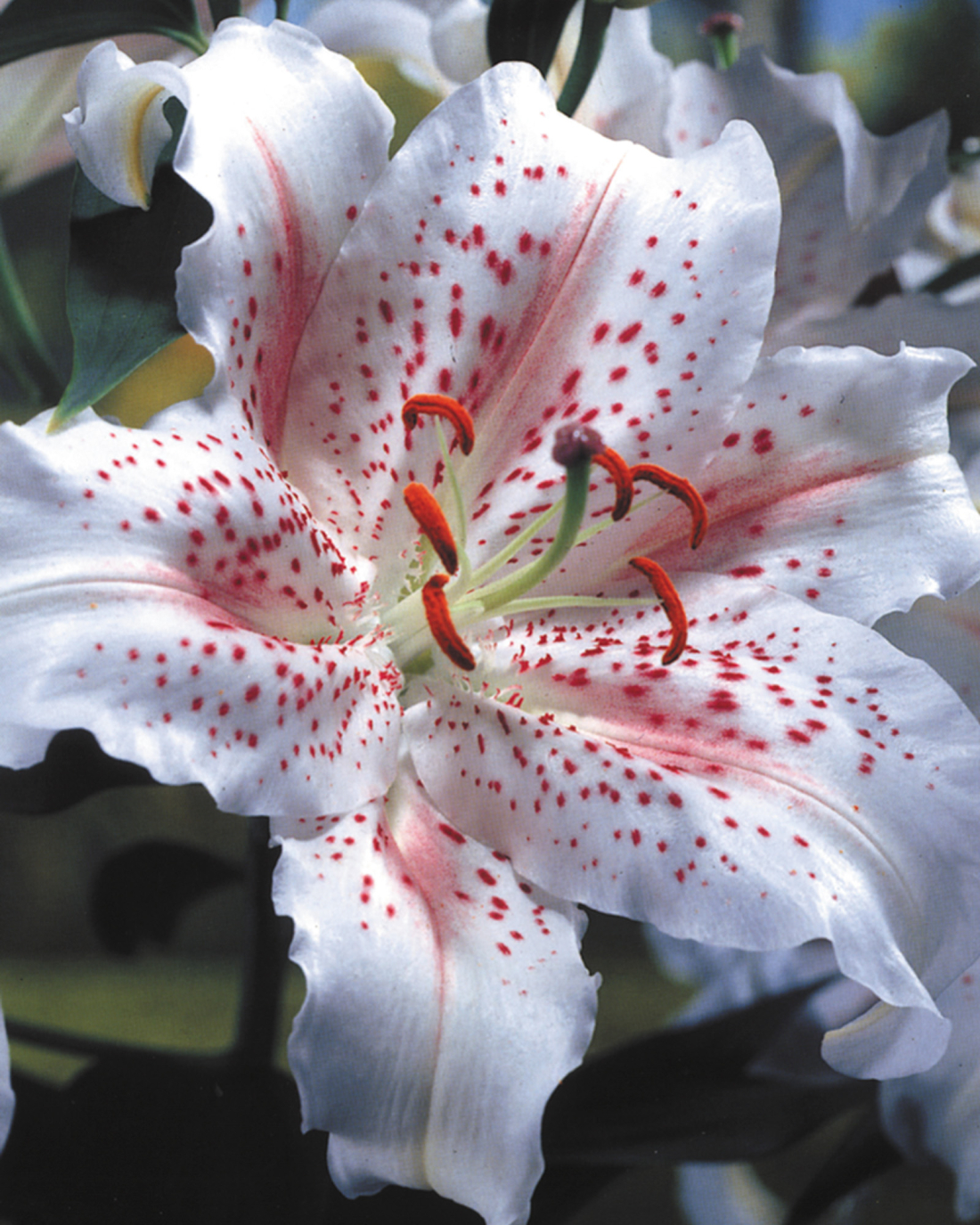Lilium Muscadet