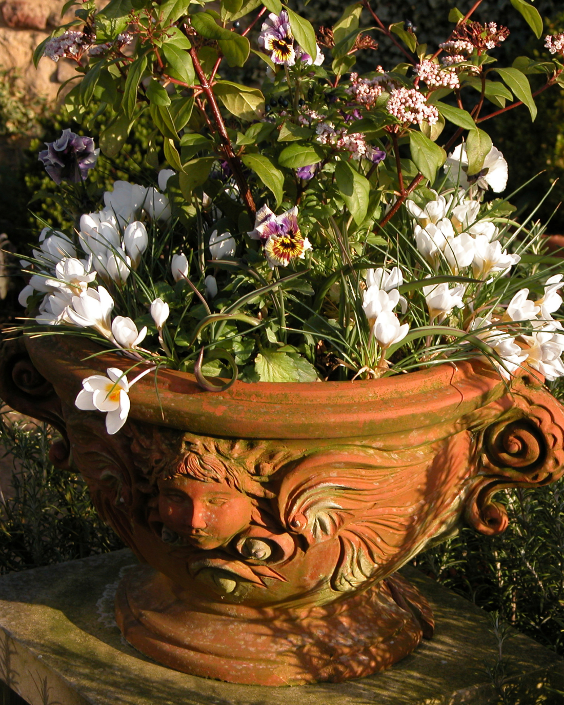 Seraphim Planter in Winter