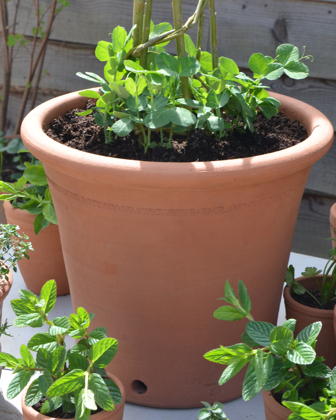 planted kitchen garden