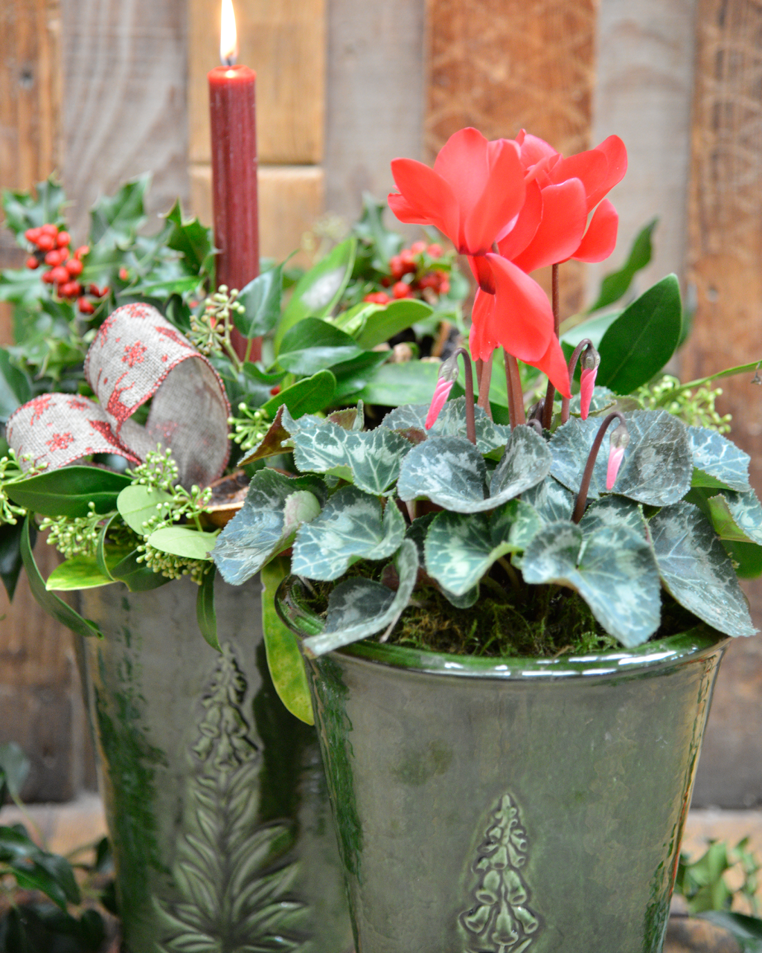 Planted Foxglove Pots