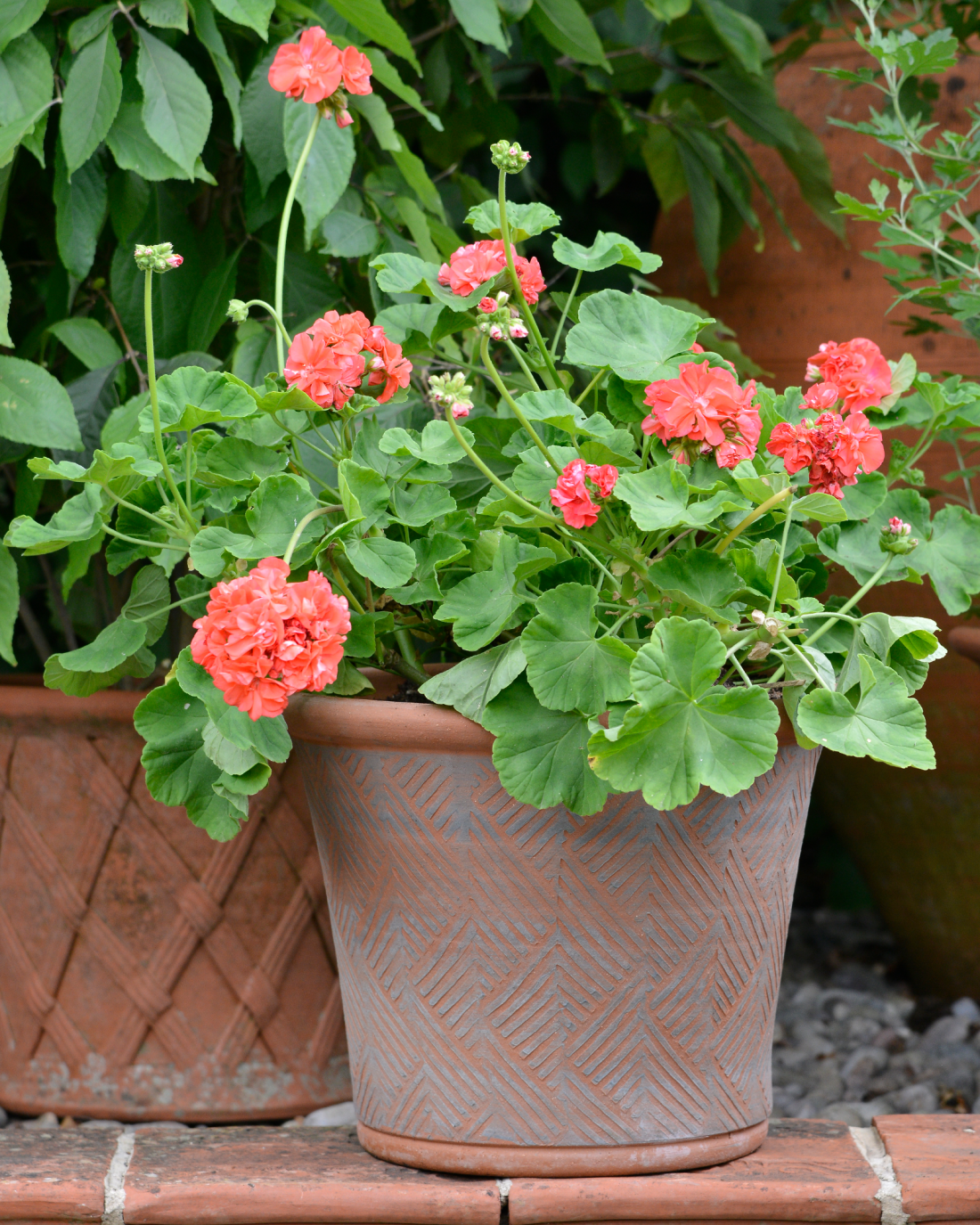 Planted Zig Zag Planter