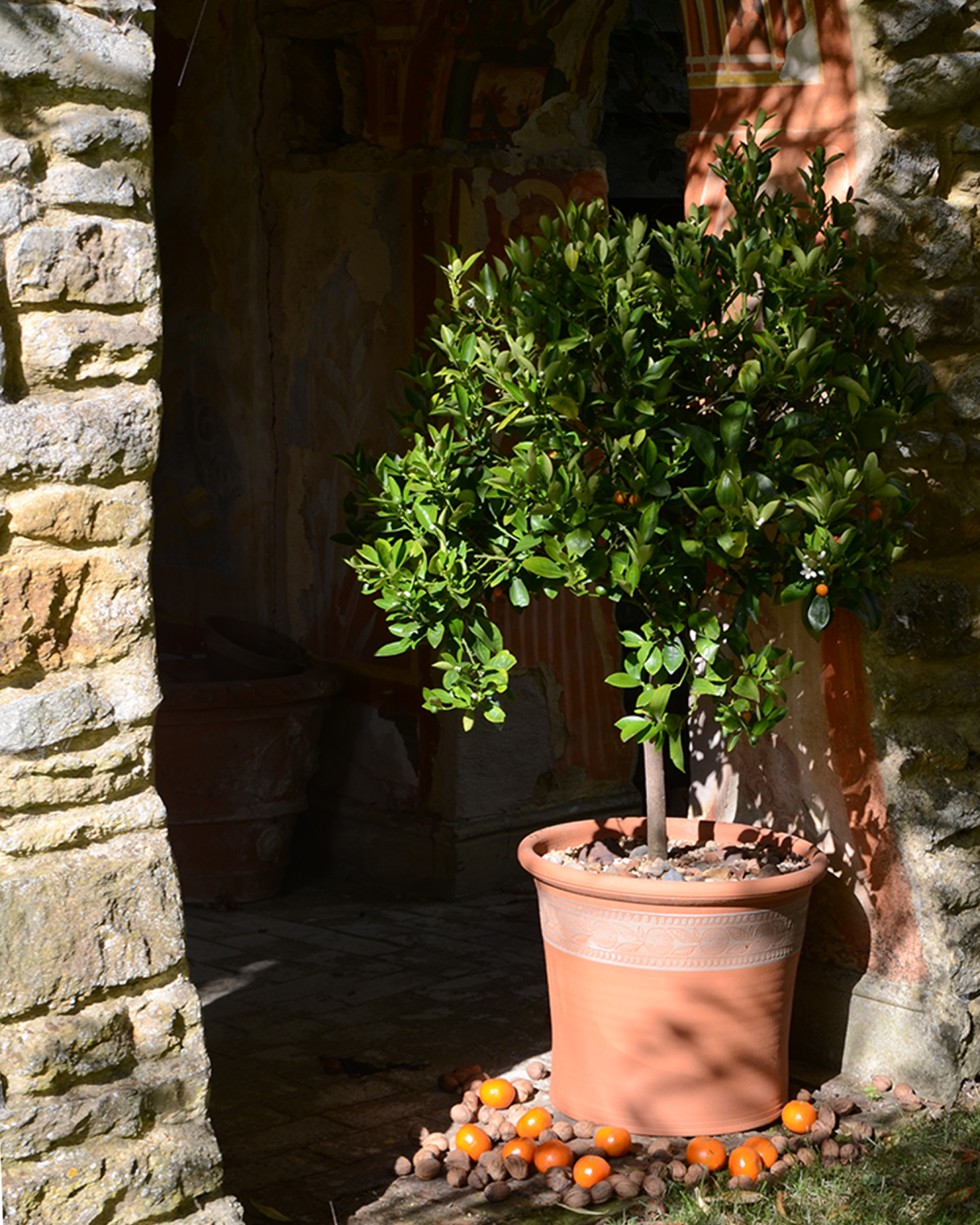 Clementine Pot