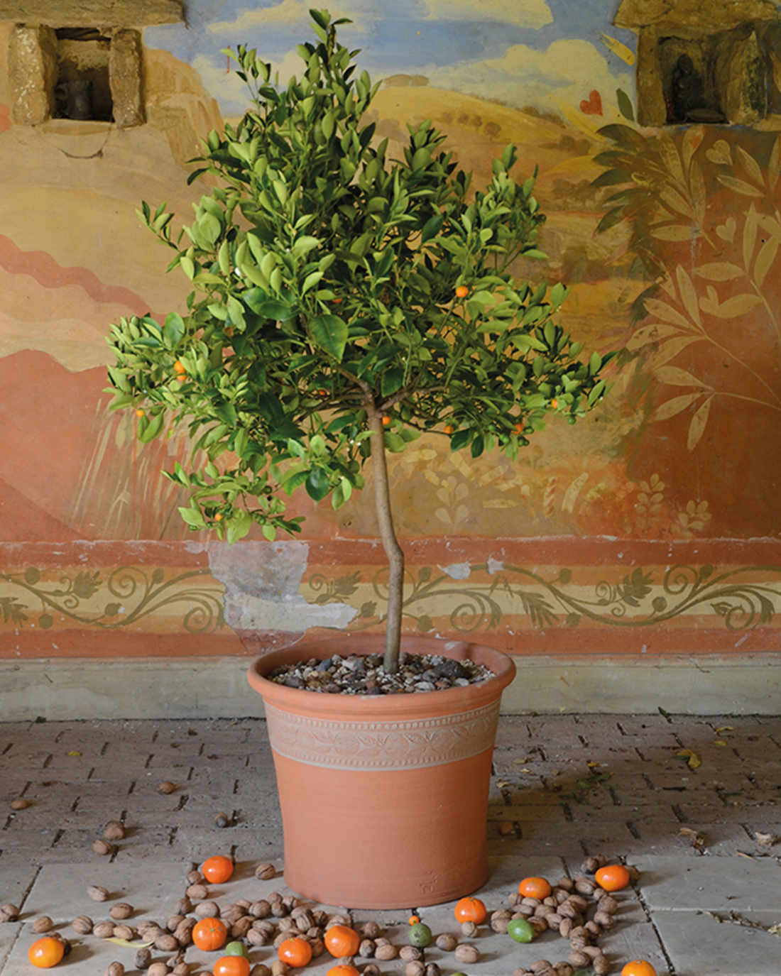 Clementine Pot