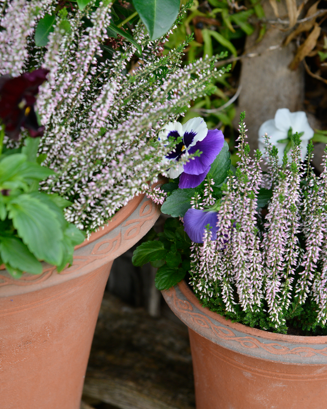 Whichford Pottery Rosehip Set Planted
