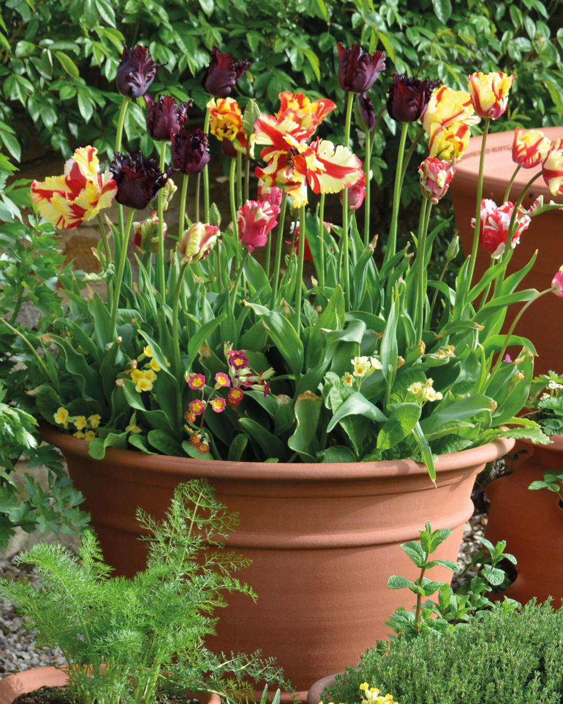Compton Pot Planted with Tulips Whichford Pottery