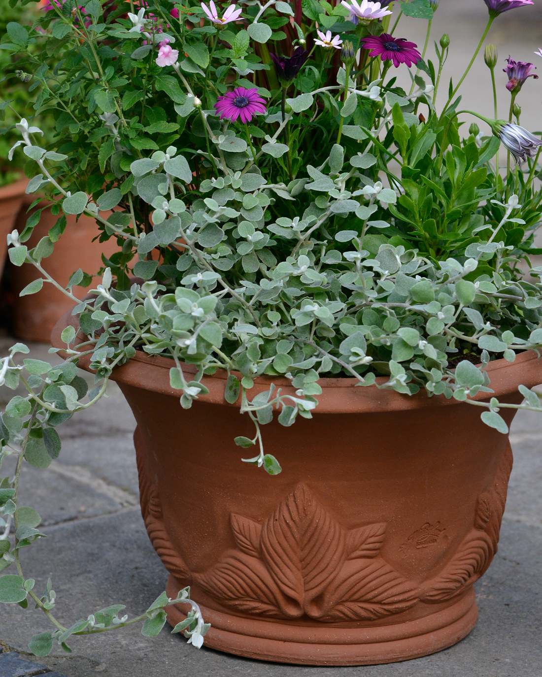 Planted Hosta Pot Whichford Pottery