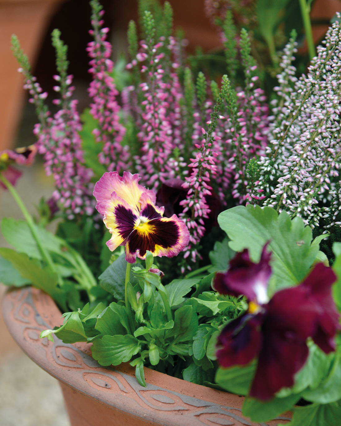 Whichford Pottery Rosehip Planted