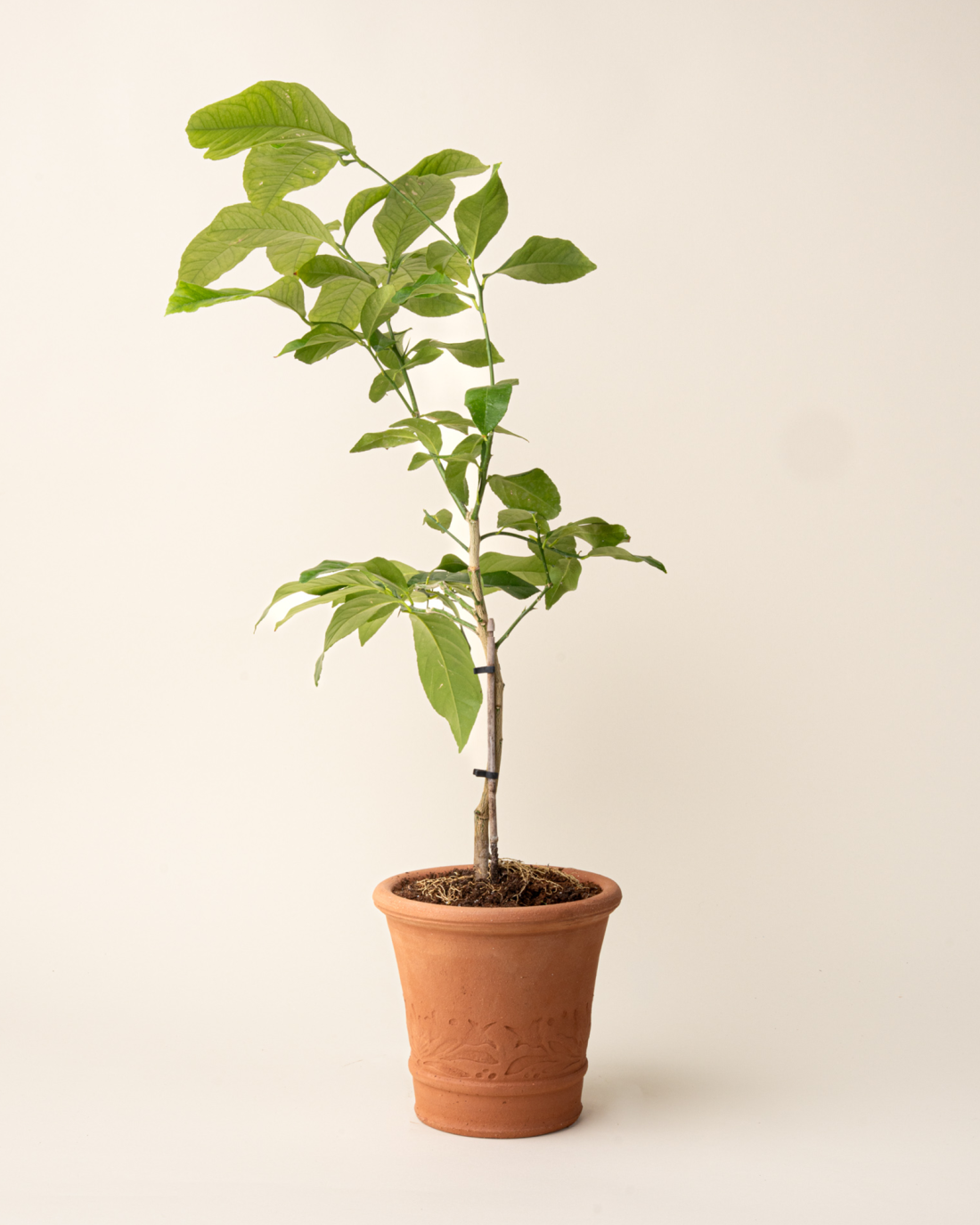 East Fork x Whichford Pottery Buxus Pot Small