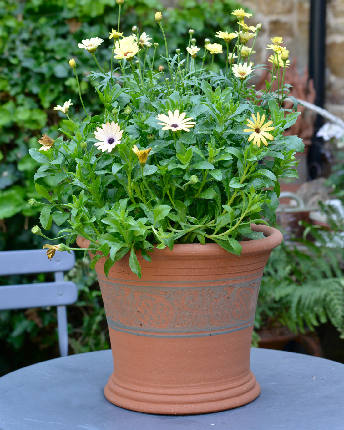 Set of Two Sicilian Lemon Pots